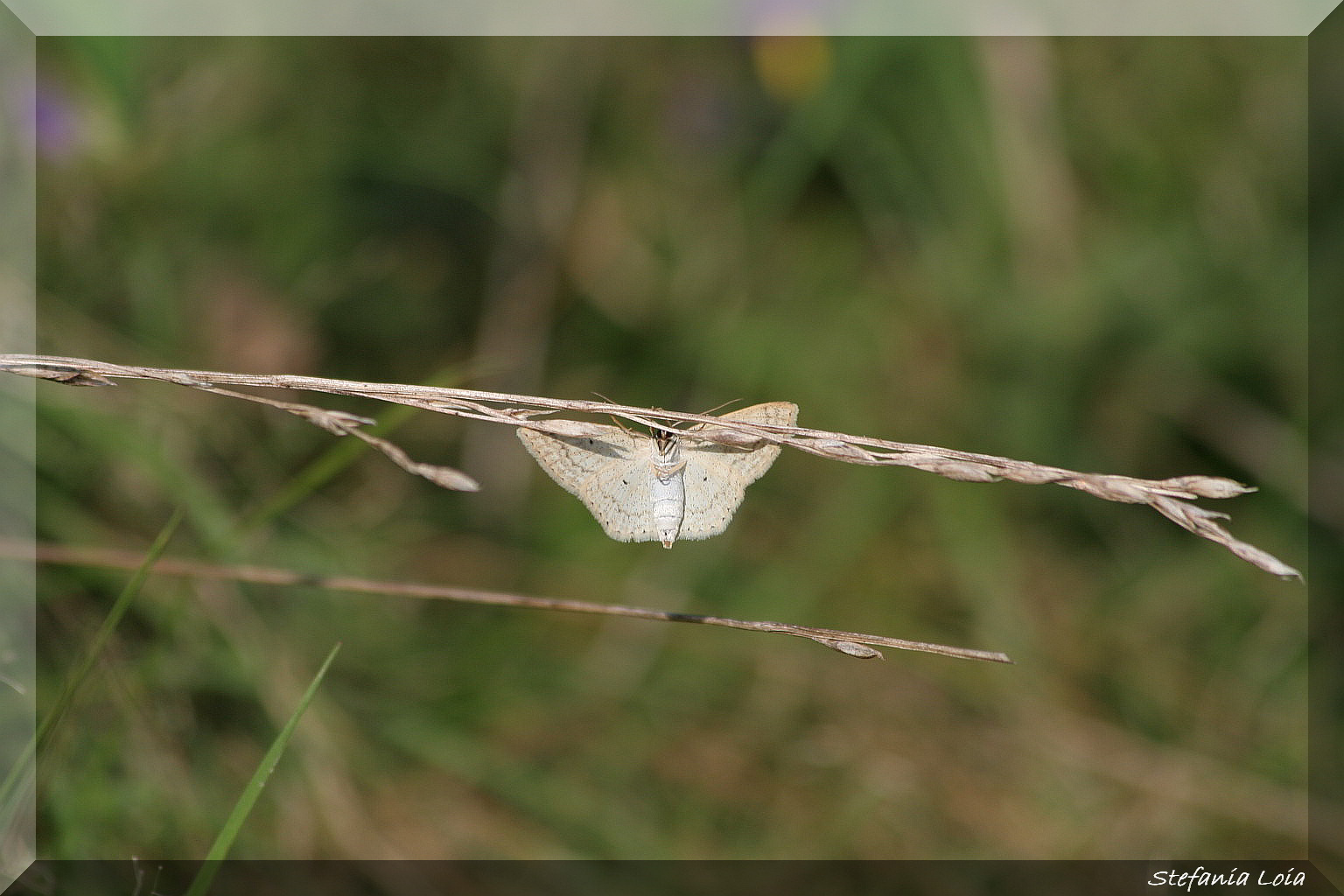 falena bianca - Idaea seriata (molto probabile)